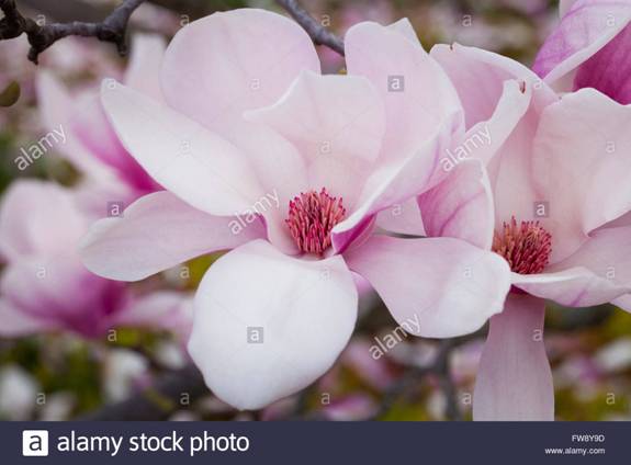 http://c8.alamy.com/comp/FW8Y9D/saucer-magnolia-bloommagnolia-x-soulangeana-magnoliaceae-usa-FW8Y9D.jpg