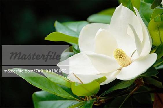 http://image1.masterfile.com/getImage/700-00186035em-Magnolia-Blossom-Hilton-Head-Island-South-Carolina-USA.jpg