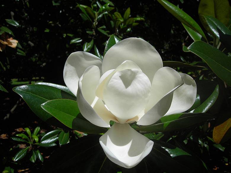 magnolia_4.jpg