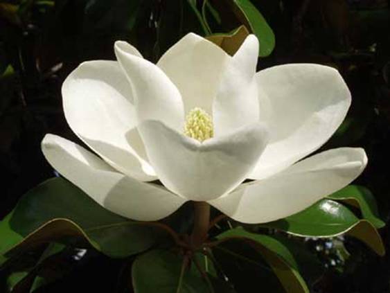 https://windermeregardenclub.files.wordpress.com/2010/02/magnoliablossom.jpg
